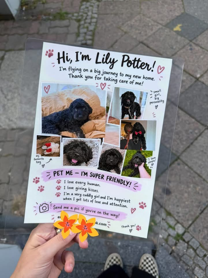 Lily’s travel card with photos and a friendly introduction for her journey