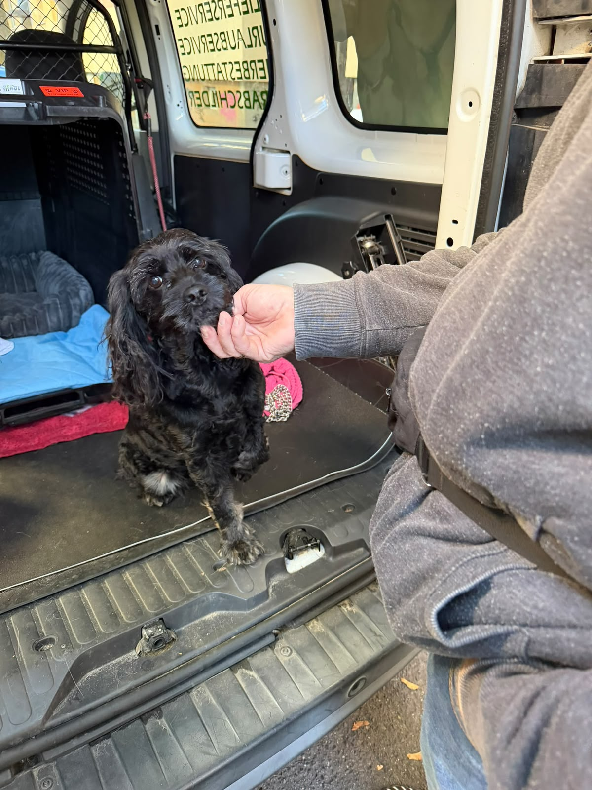 Lily the black Cocker Spaniel being petted beside her travel crate in a vehicle
